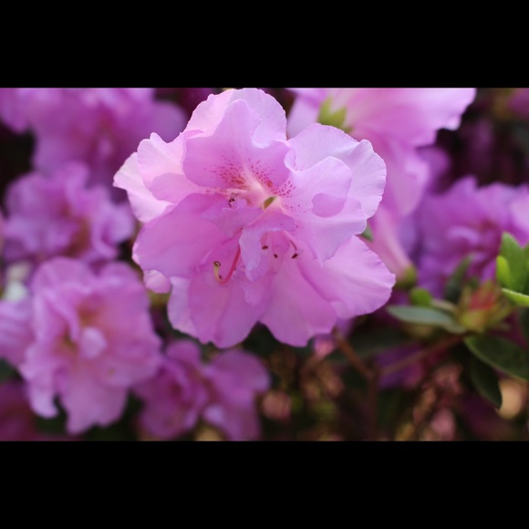 leyan_yasin